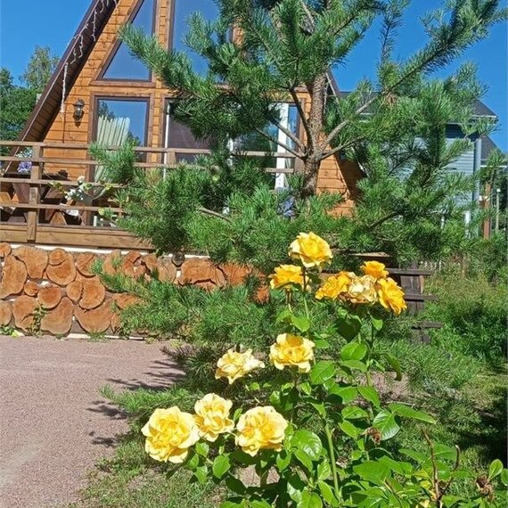 СВЕТЛОЕ 1. Фото 2