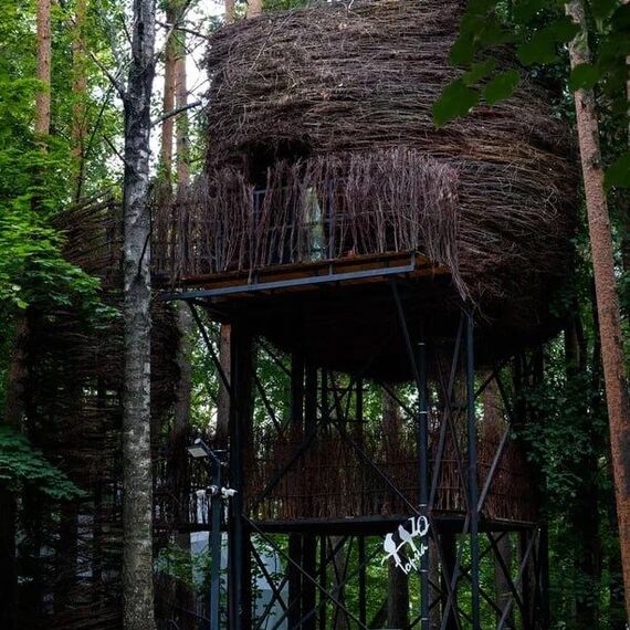 Гнездо на дереве. Фото 12